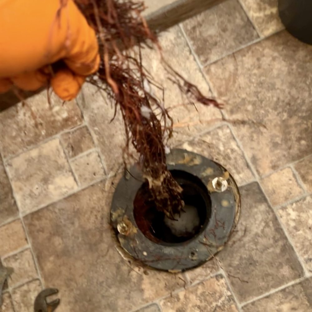 Water Wizard pulling tree roots out of a drain line through a toilet flange
